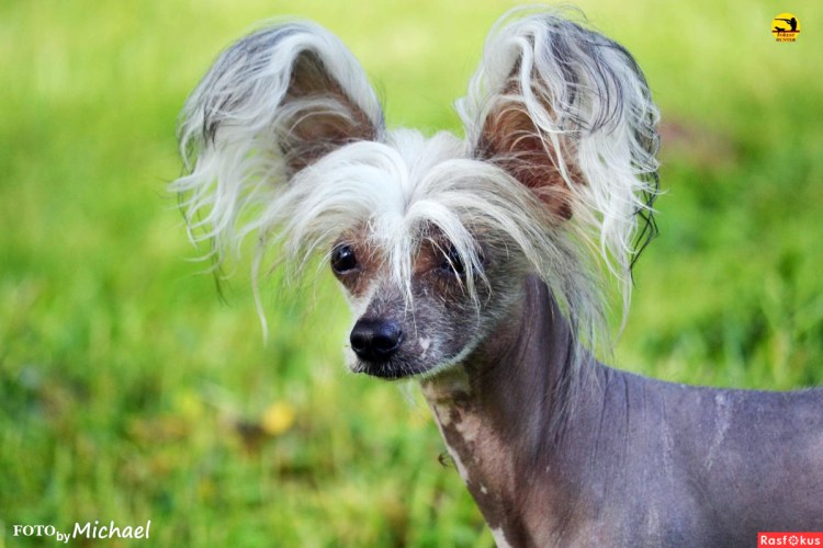 Страшные домашние животные