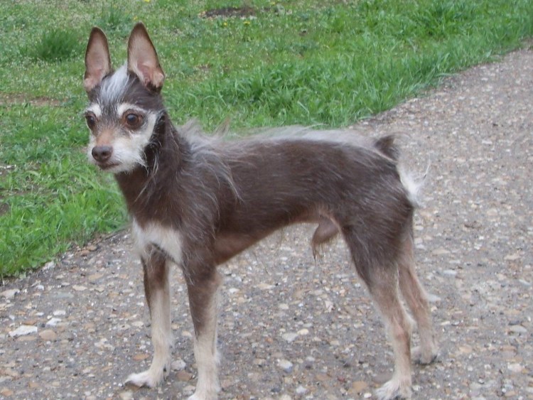 Московский дракон на выставке