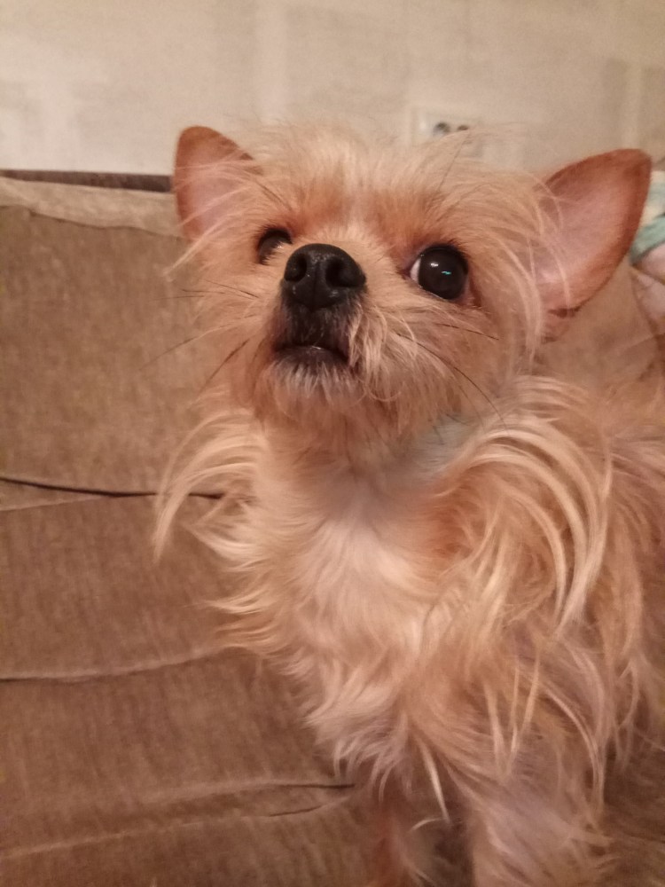 Той терьер Московский дракон