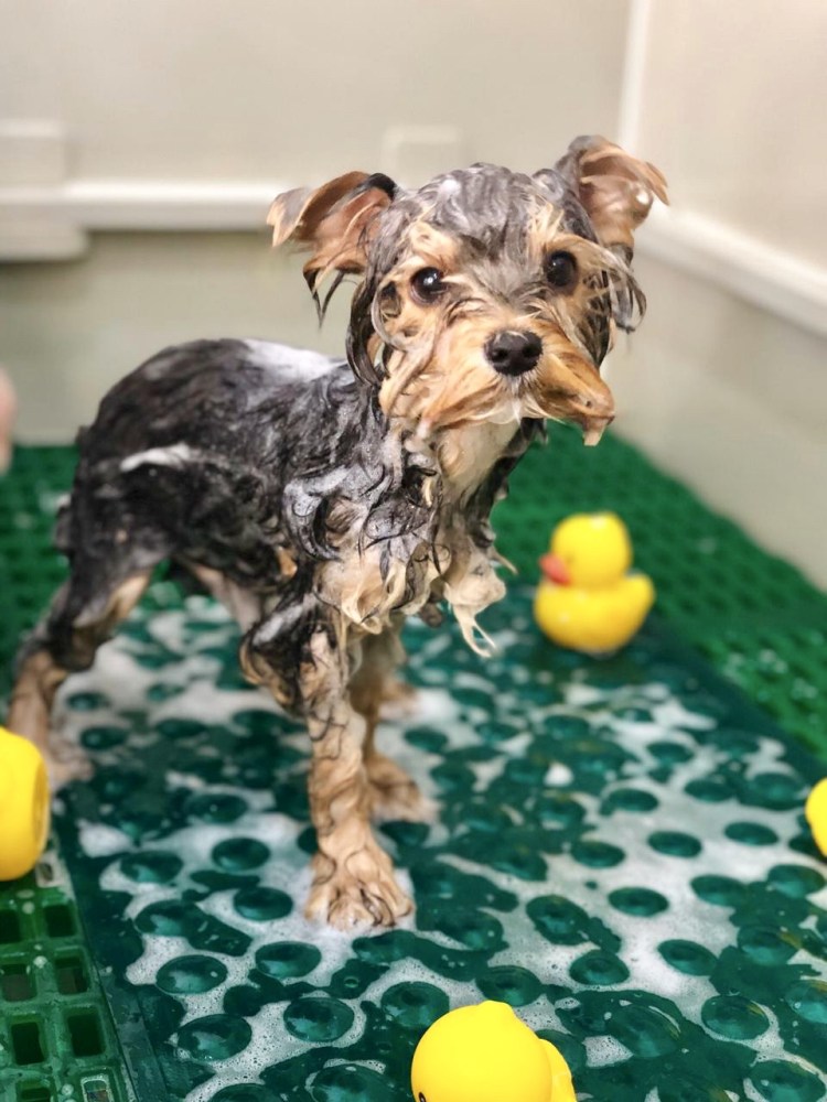 Стрэнгова порода