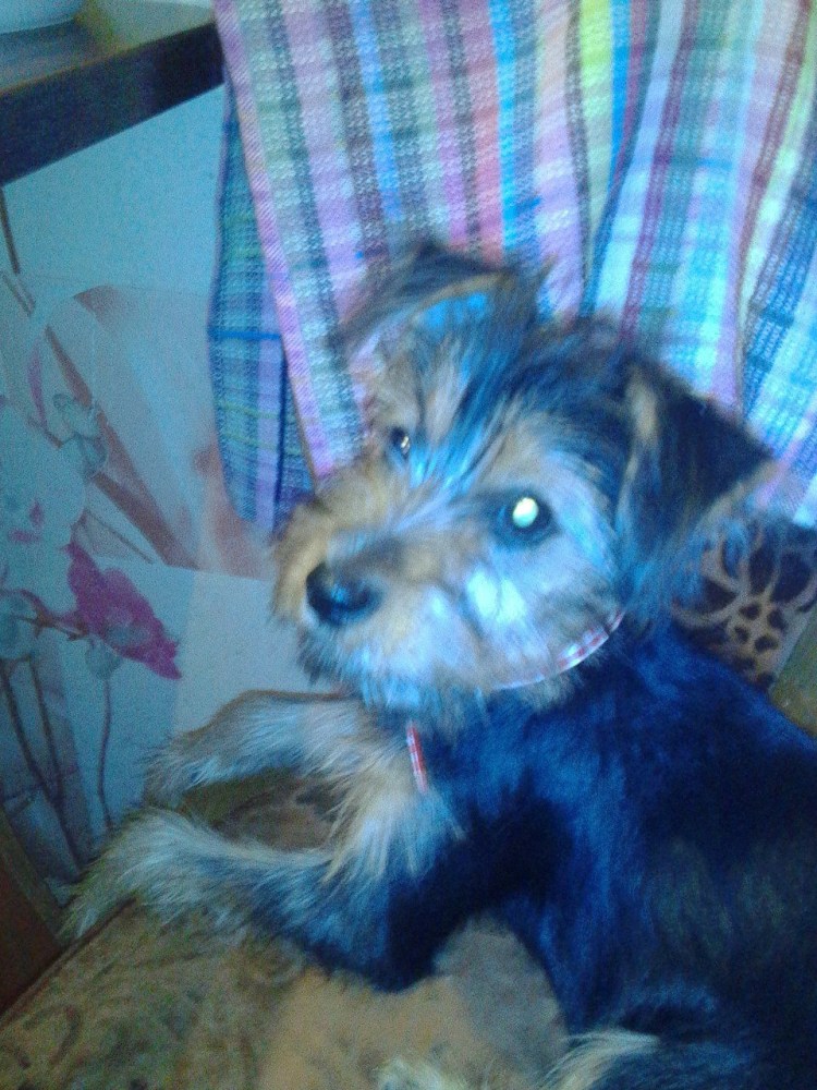 Московский дракон собака питомник