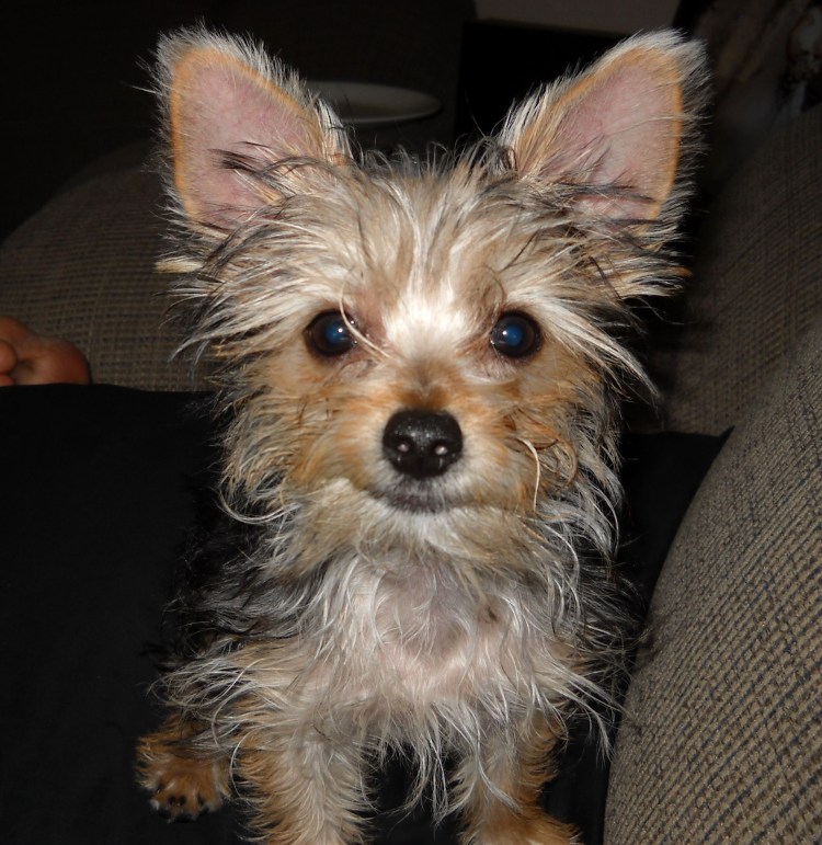 Йоркширский терьер чорки