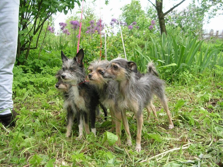 Порода собак Московский дракон