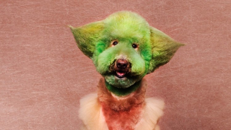 Китайская хохлатая