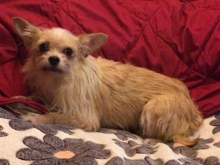 Московский дракон черный