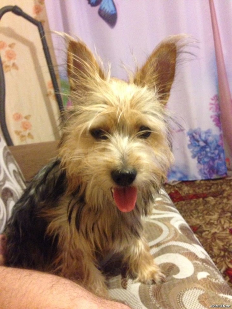 Хохлатая китайская хохлатая