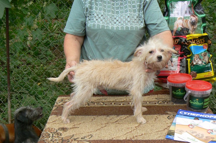 Московский дракончик собака