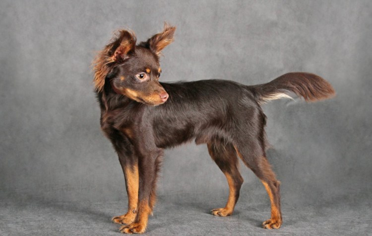 Московский дракон