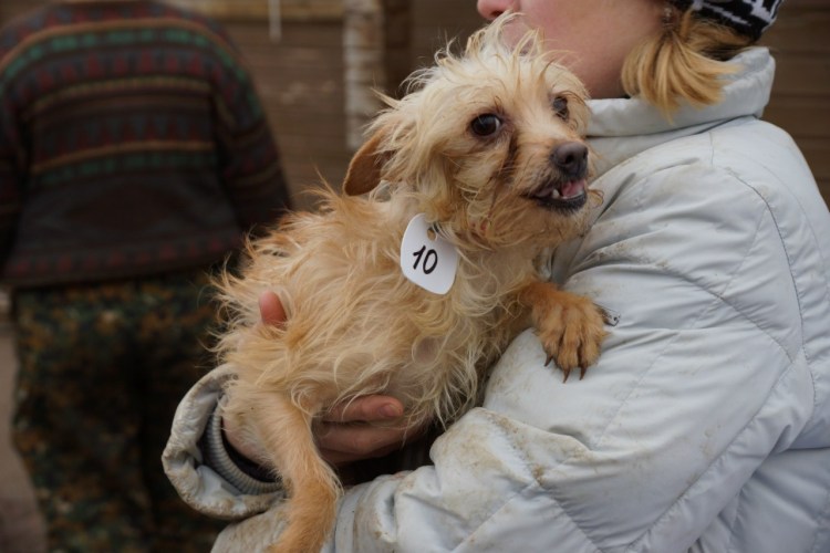 Той терьер стандарт