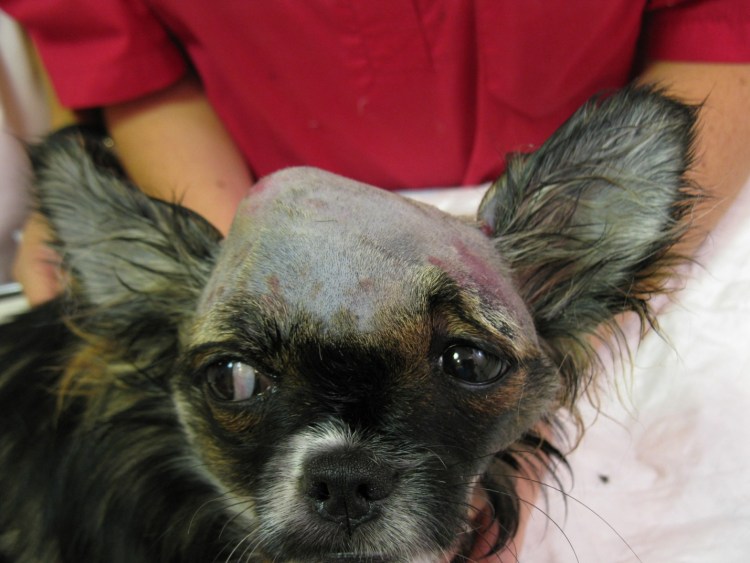 Пикабу собака порода