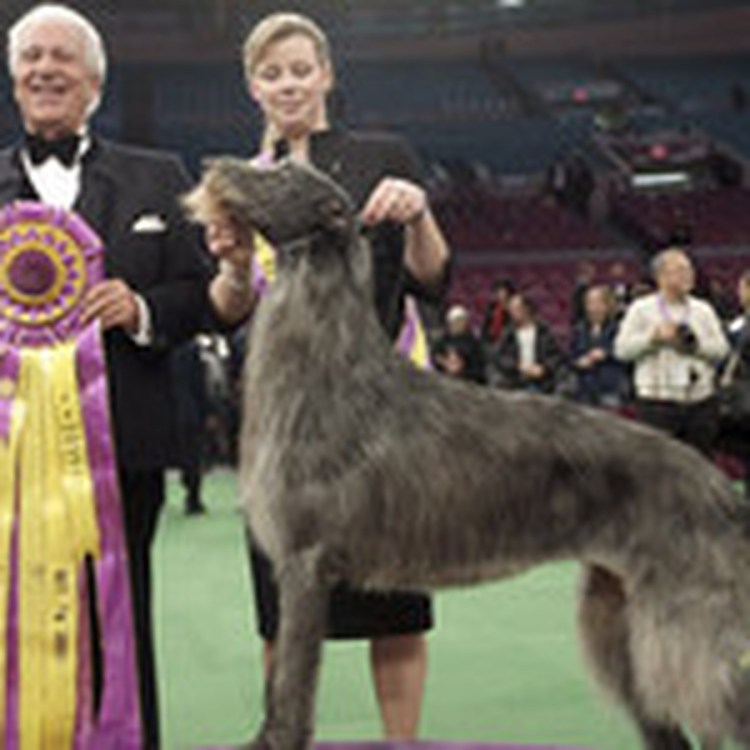 Китайская хохлатая собака пуховая мини