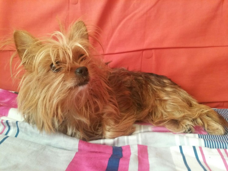 Собачий дракон