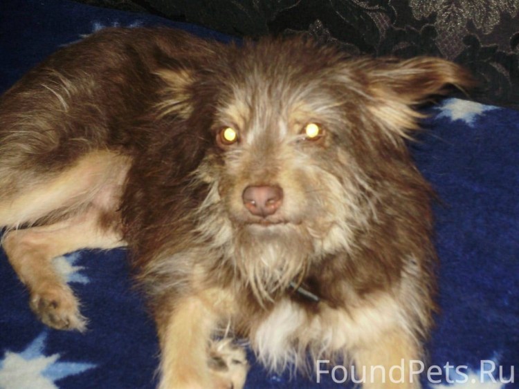 Порода Московский дракон