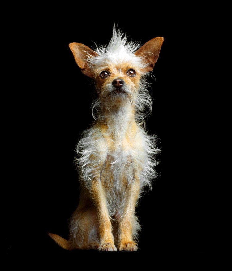 Московский дракон собака цена фото