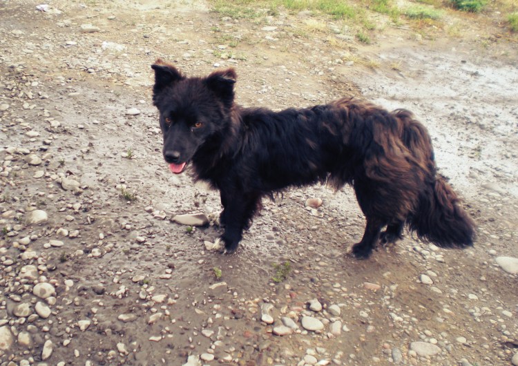 Купание собаки