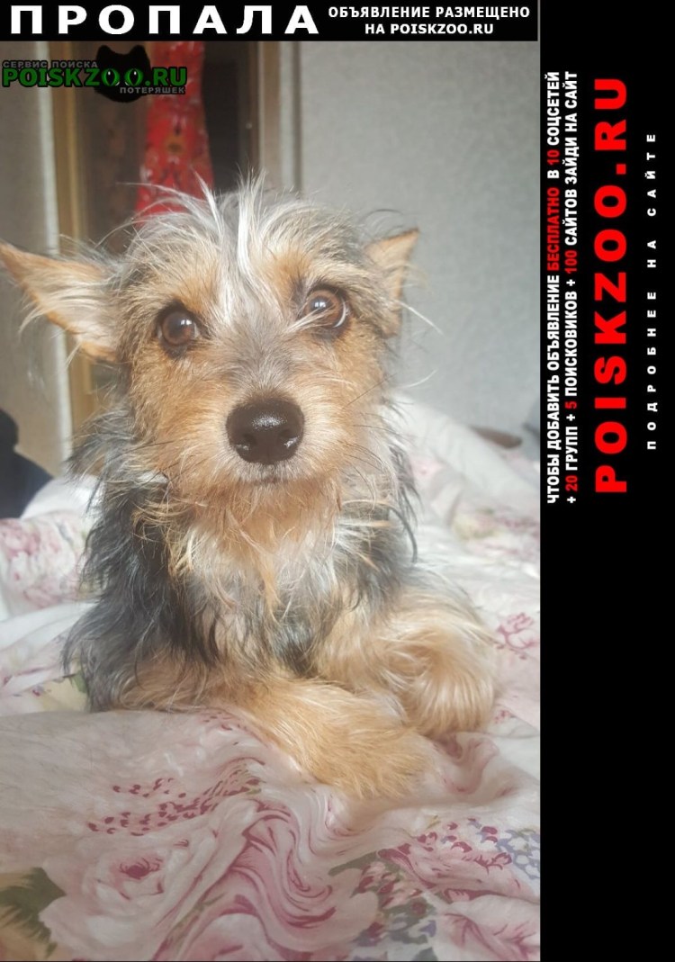 Забавный щенок