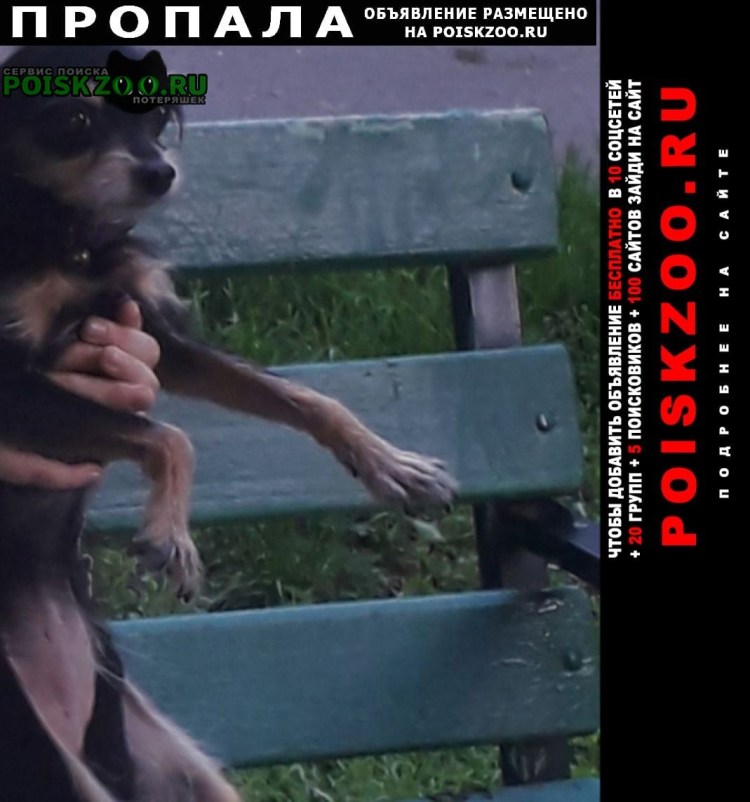 Маленькая собачка тойтерьер в парке