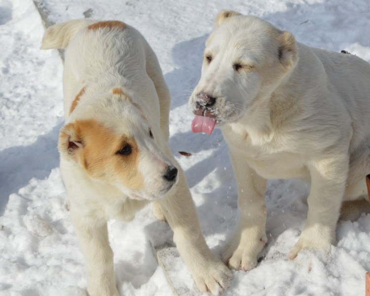 Киргизские среднеазиатские овчарки