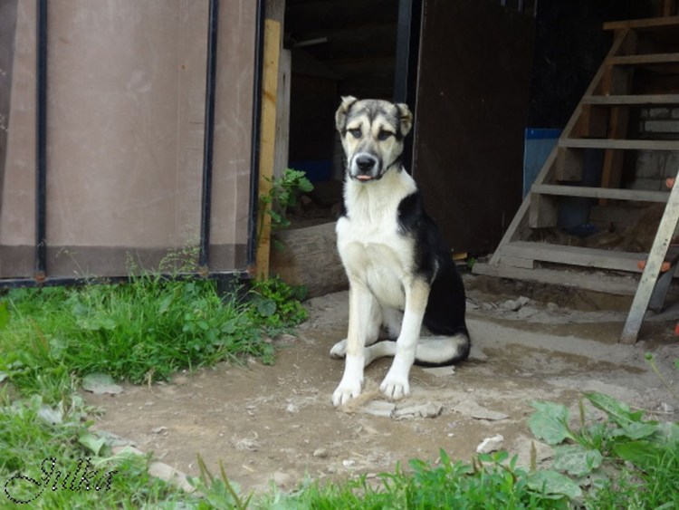 Среднеазиатская овчарка алабай