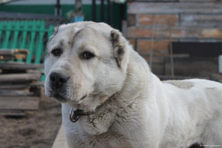 Чистокровный алабай