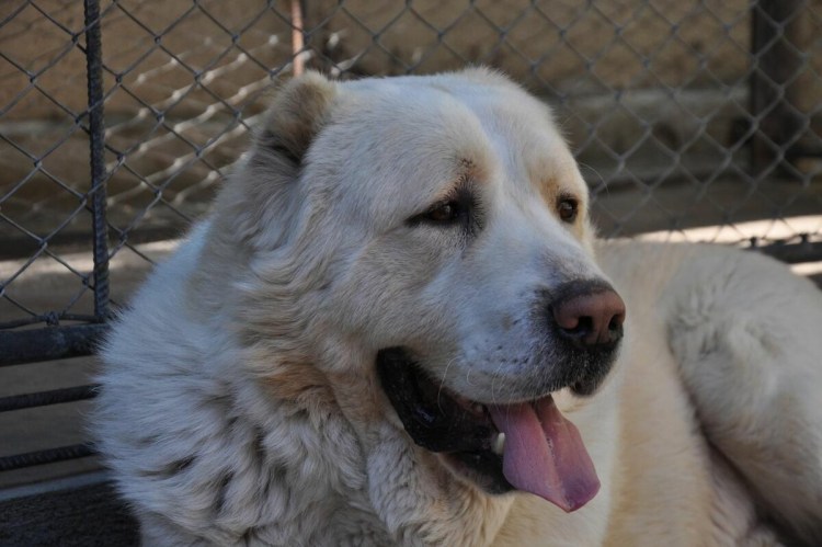 Аборигенная Среднеазиатская овчарка