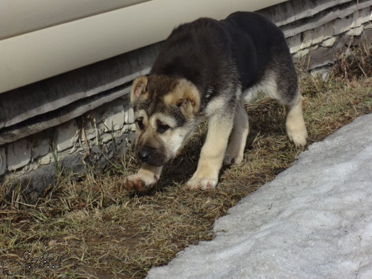 Алабай в Таджикистане