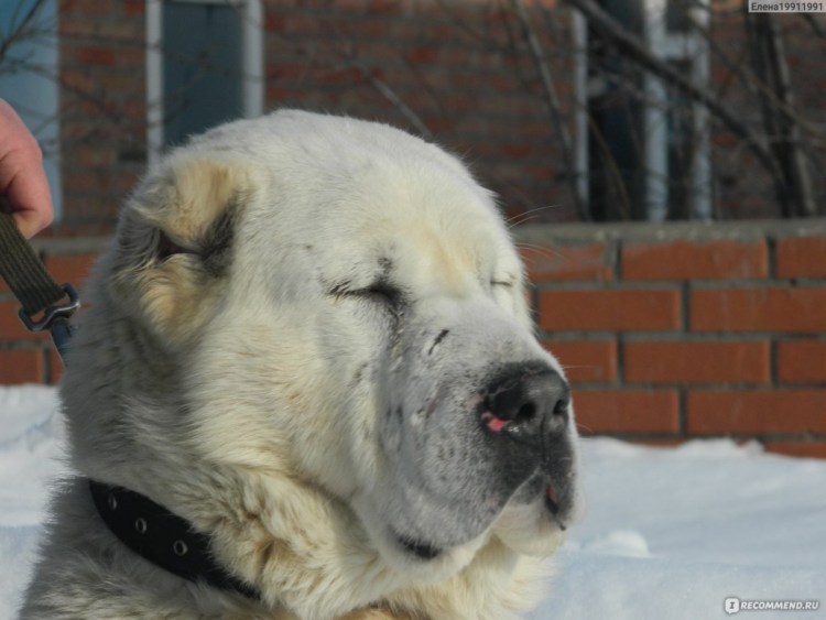 Среднеазиатская овчарка