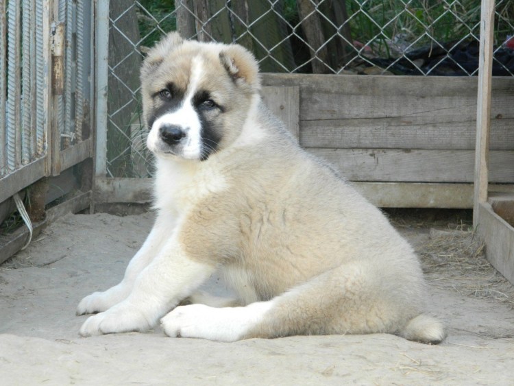 Собака алабай Таджикистан