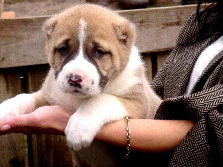 Фото алабая бульдозера