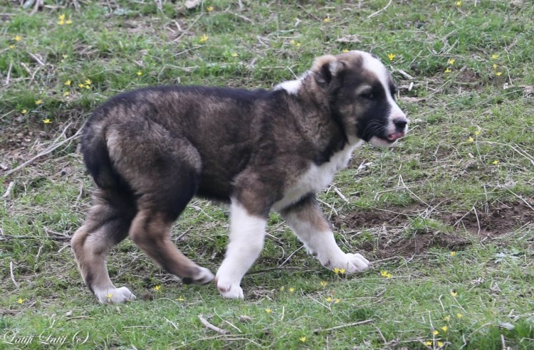 Собака алабай Таджикистан