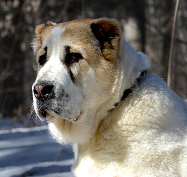 Алабай в Таджикистане