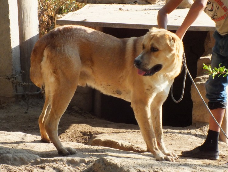 Алабай Афганский алабай