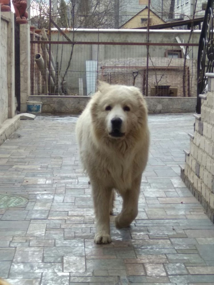 Среднеазиатский алабай