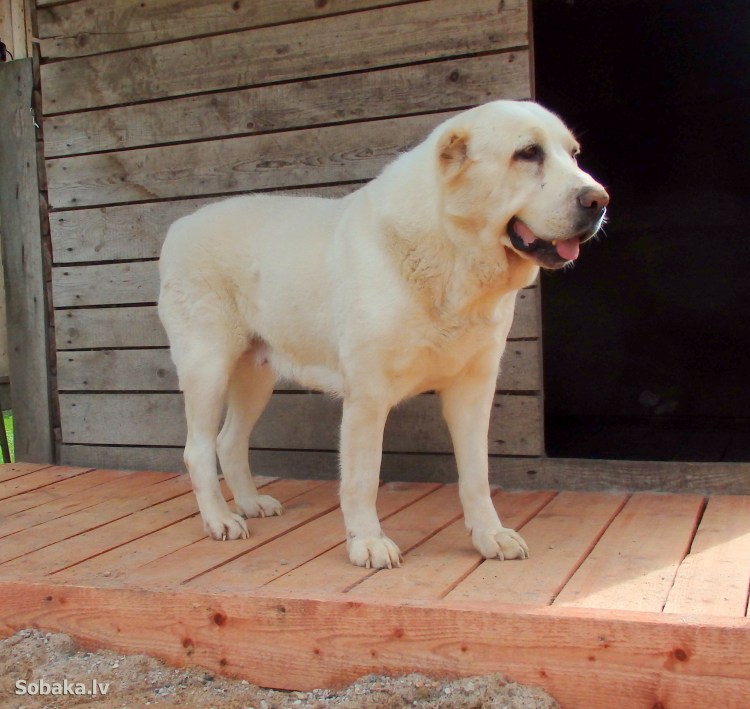 Среднеазиатская овчарка собачьи бои