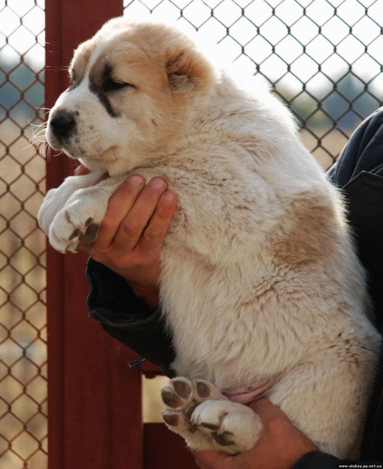 Аборигенная Среднеазиатская овчарка