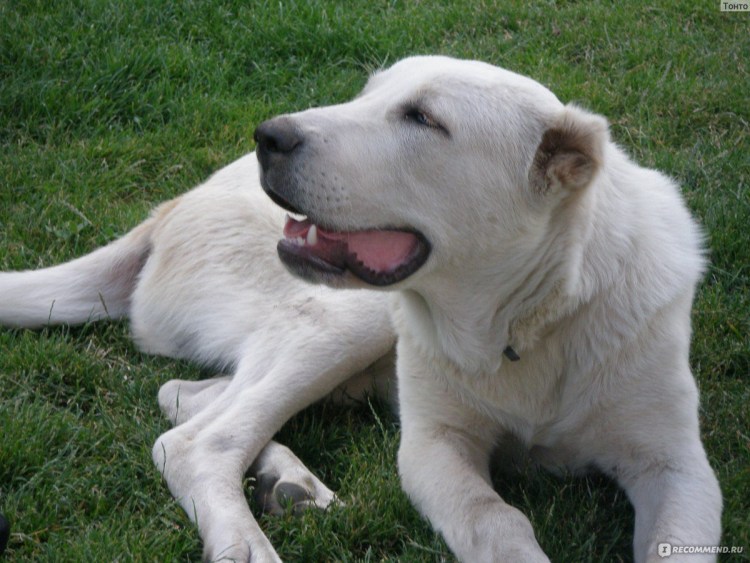 Алабай в Таджикистане