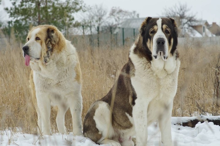 Алабай тобет