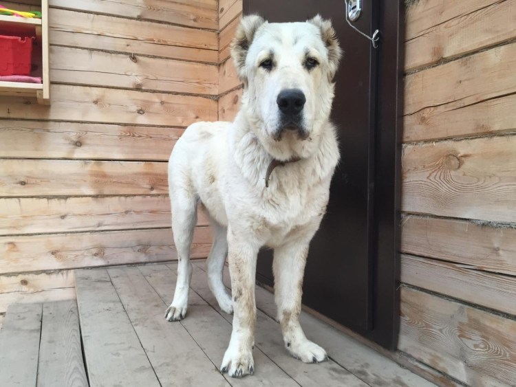 Щенок САО 4 месяца