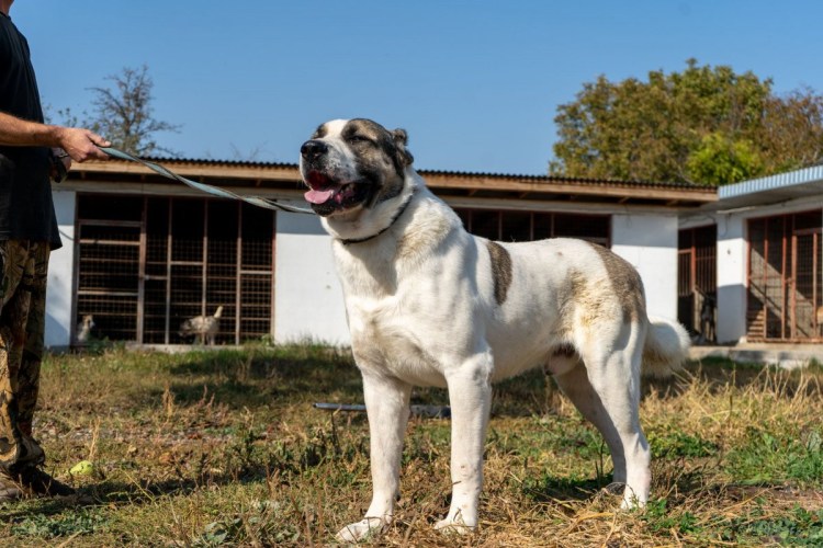 Среднеазиатская овчарка Таджикистан
