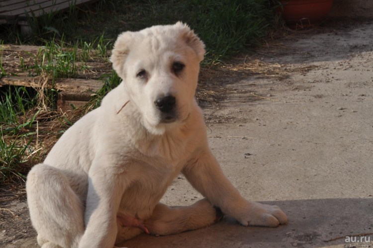 Собака таджикский алабай