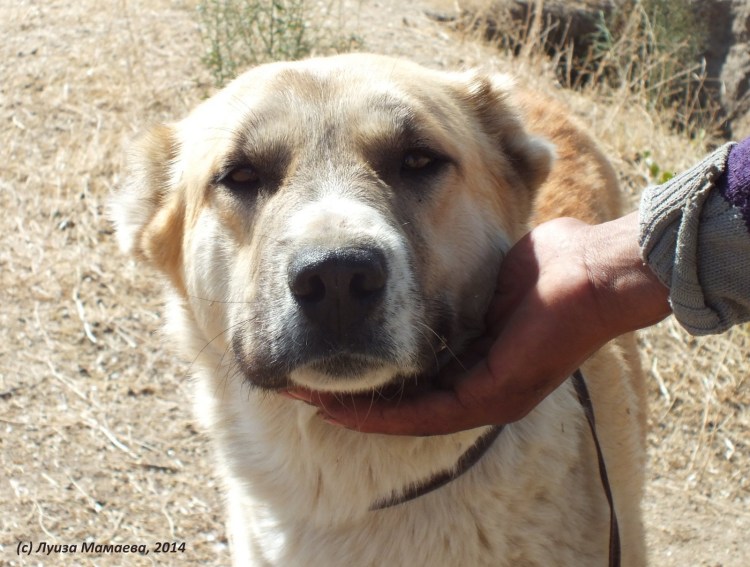 Щенки таджикской овчарки