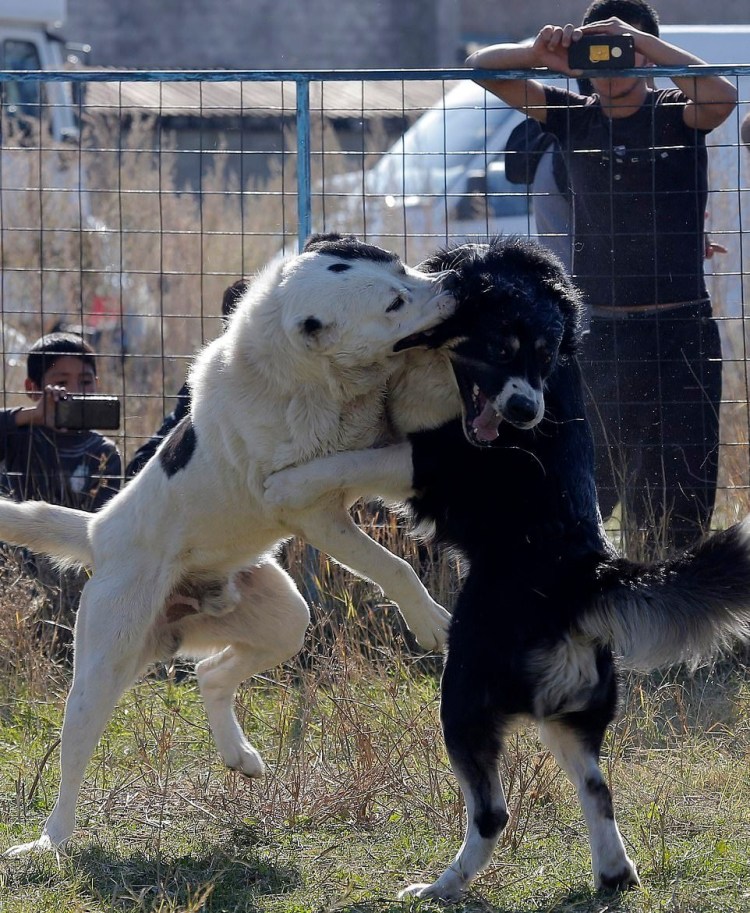 Тибетский алабай
