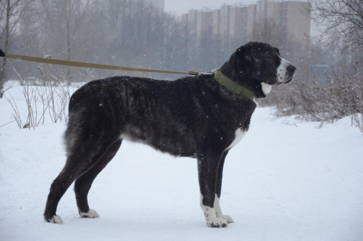 Овчарка алабай