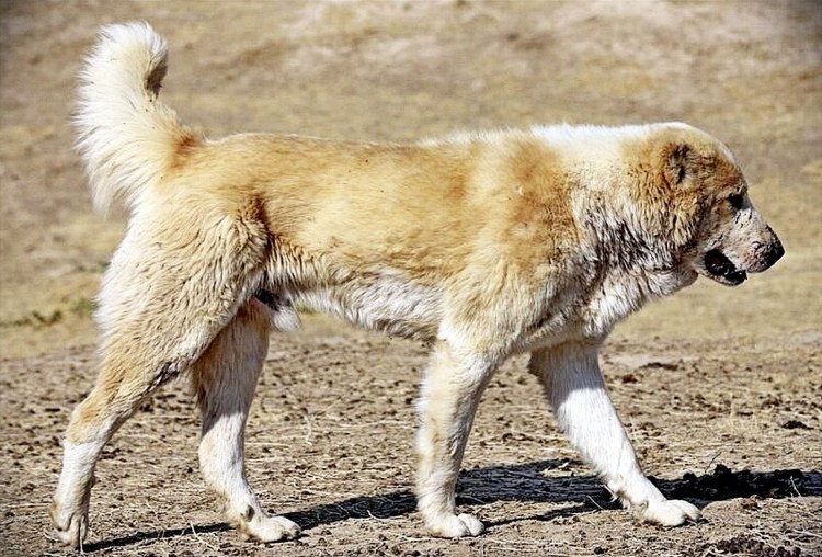 Таджикская овчарка