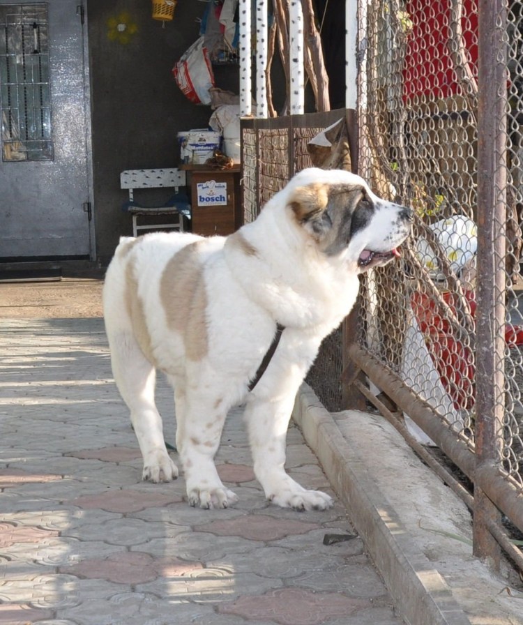 Алабай Джафар