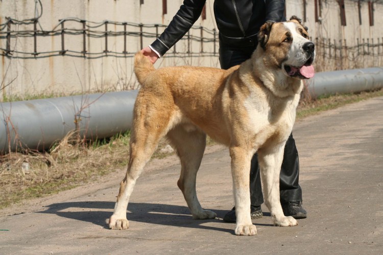 Саги чупони