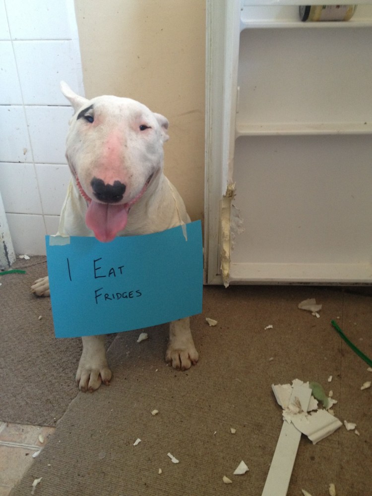 Веселый бультерьер