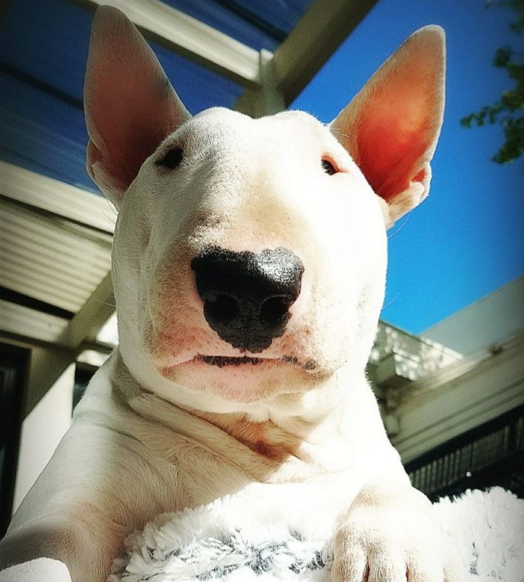 Бультерьер Нельсон Мем