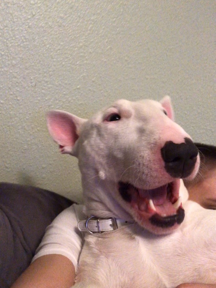 Собака Мем улыбается бультерьер