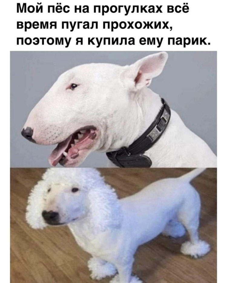 Собака улыбака бультерьер